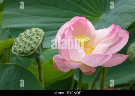 Sacred lotus (Nelumbo nucifera), flower and seedhead Stock Photo