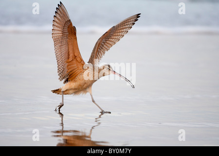 Long billed Curlew Stock Photo