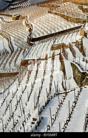 Vineyards in wintertime, wine cultivation in the Rhinegau region near ...