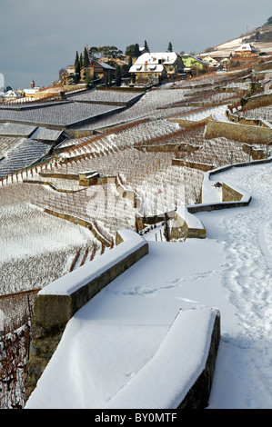 Terraced vineyards in the UNESCO World Heritage site Lavaux near Rivaz on a cold winter day, cantone of Vaud, Switzerland Stock Photo