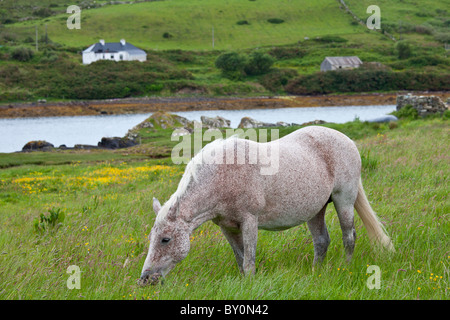 Connemara pony grazing near Cleggan, Connemara, County Galway, West Coast of Ireland Stock Photo
