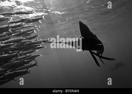 Atlantic Sailfish herd Sardines, Istiophorus albicans, Isla Mujeres, Yucatan Peninsula, Caribbean Sea, Mexico Stock Photo