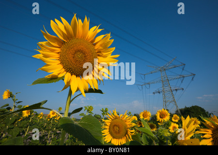 Power Lines over Sunflower Field, Helianthus annuus, Munich, Bavaria, Germany Stock Photo