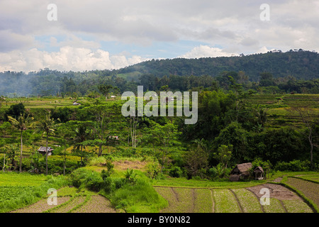 Ricefields at Bali, Oryza, Bali, Indonesia Stock Photo