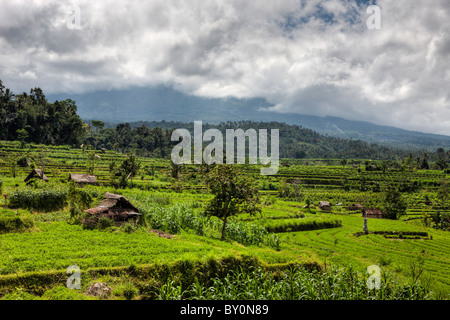 Clover Fields at Bali, Trifolium, Bali, Indonesia Stock Photo