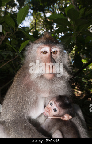 Longtailed Macaque with Baby, Macaca fascicularis, Bali, Indonesia Stock Photo