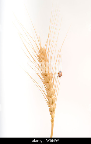 ladybug on a wheat ear isolated on white Stock Photo