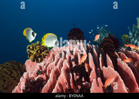 Panda Butterflyfishes over Barrel Sponge, Chaetodon adiergastos, Xestospongia testudinaria, Amed, Bali, Indonesia Stock Photo