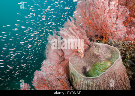 Scorpianfish inside Barrel Sponge, Scorpaenopsis oxycephalus, Xestospongia testudinaria, Amed, Bali, Indonesia Stock Photo