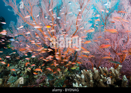 Pacific Flame Anthias in Coral Reef, Pseudanthias dispar, Amed, Bali, Indonesia Stock Photo