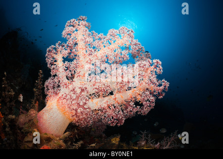 Red Soft Coral, Dendronephthya sp., Alam Batu, Bali, Indonesia Stock Photo