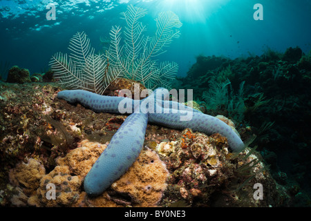 Blue Starfish in Coral Reef, Linckia laevigata, Alam Batu, Bali, Indonesia Stock Photo
