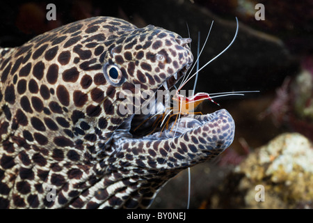 Honeycomb Moray cleaned by white-banded Cleaner Shrimp, Lysmata amboinensis, Gymnothorax favagineus, Alam Batu, Bali, Indonesia Stock Photo