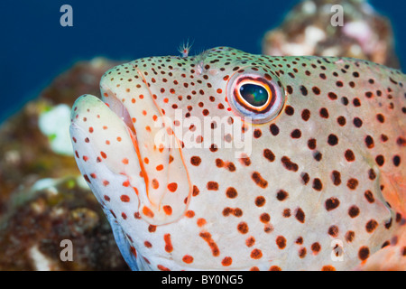 Blackside Hawkfish, Paracirrhits forsteri, Alam Batu, Bali, Indonesia Stock Photo