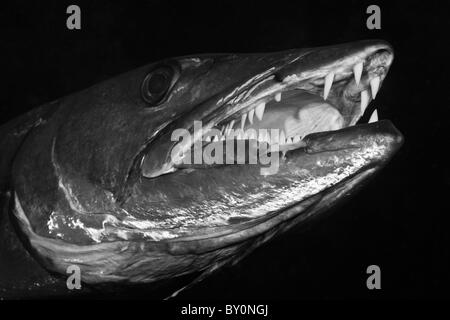 Great Barracuda, Tulamben, Bali, Indonesia Stock Photo