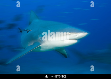 Bull Shark in Motion, Carcharhinus leucas, Beqa Lagoon, Viti Levu, Fiji Stock Photo