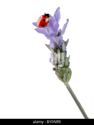 closeup of a ladybug on a lavender flower Stock Photo