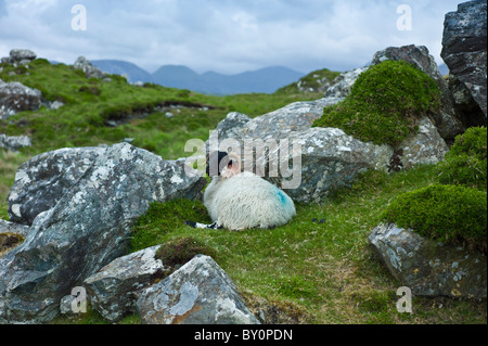 Mountain sheep ram sheltering among rocks on the Old Bog Road near Roundstone, Connemara, County Galway Stock Photo