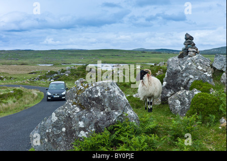 Mountain sheep ram watching traffic on the Old Bog Road near Roundstone, Connemara, County Galway Stock Photo