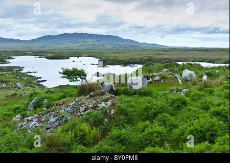 Mountain sheep and windblown tree on the Old Bog Road, near Roundstone, Connemara, County Galway Stock Photo