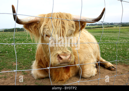 A long haired African Buffalo caged behind a wire fence at a farm Stock Photo