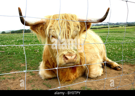 A long haired African Buffalo caged behind a wire fence at a farm Stock Photo