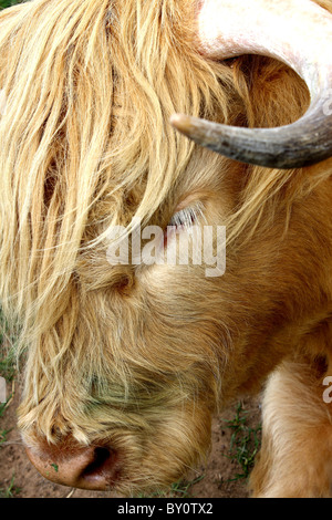 A long haired African Buffalo caged behind a wire fence at a farm Stock Photo