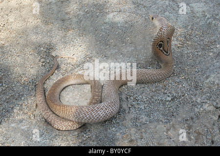 SPECTACLED COBRA. Naja naja. Venomous, common. Elapidae, Pune. Stock Photo
