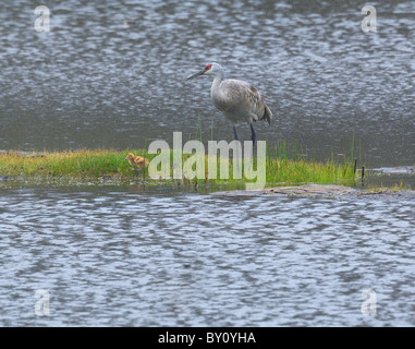 Sandhill Cranes (Grus canadensis) with babies. Stock Photo