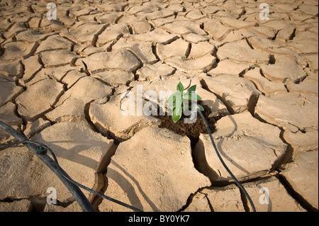 drip irrigation system watering a small basil plant on a cracked soil in the desert Stock Photo