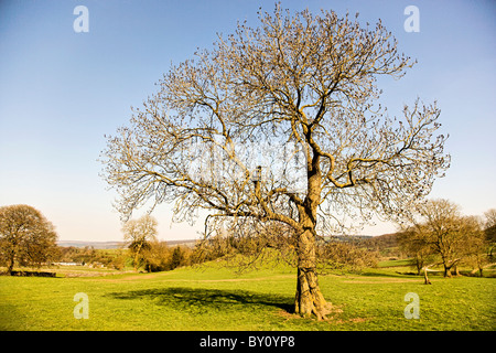 Ash tree Fraxinus excelsior in early spring growing in typical upland limestone habitat in the Derbyshire Peak District Stock Photo