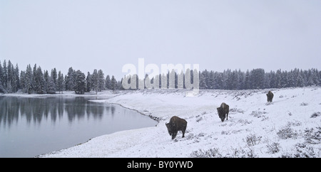 American Bison traveling along a wintry lakeshore in Yellowstone National Park. Stock Photo