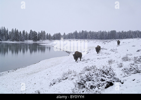 American Bison traveling along a wintry lakeshore in Yellowstone National Park. Stock Photo