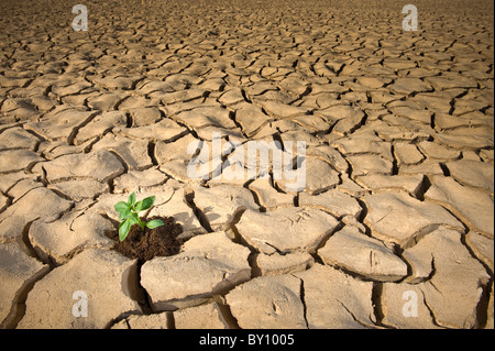 small Basil plant in apile of soil on a cracked soil surface
