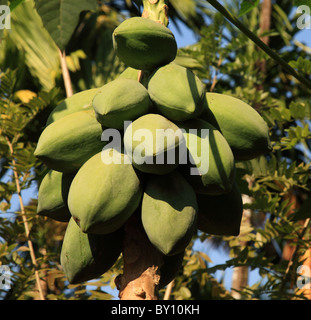 Young green coconuts on a tree Goa India Stock Photo