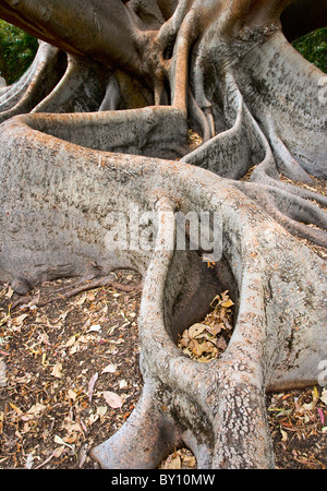 Huge buttress roots of the Moreton Bay Fig tree Ficus macrophylla in King's Park Western Australia Stock Photo