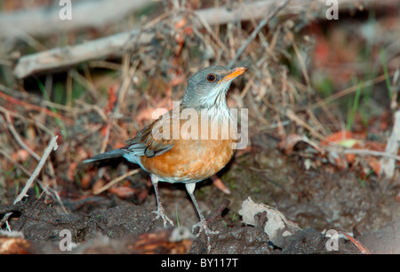 Rufous-backed Robin Stock Photo