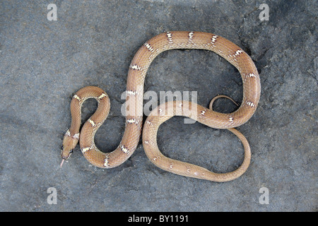 BARRED WOLF SNAKE Lycodon striatus, Non-Venomous Colubridae, Tamhini, Near Pune India Stock Photo