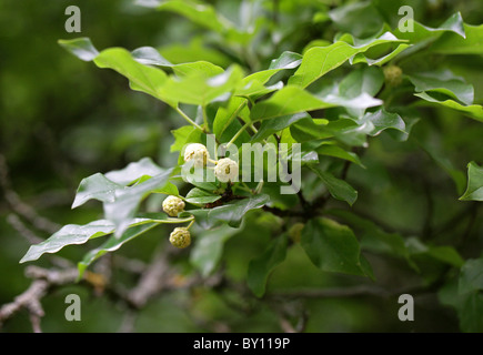 Chinese Mulberry, Cudrang or Mandarin Melon Berry, Maclura tricuspidata (Cudrania tricuspidata), Moraceae. East Asia. Stock Photo