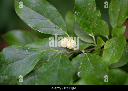 Chinese Mulberry, Cudrang or Mandarin Melon Berry, Maclura tricuspidata (Cudrania tricuspidata), Moraceae. East Asia. Stock Photo