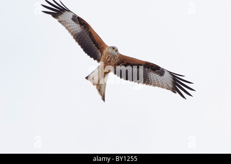A juvenile red kite in flight Stock Photo