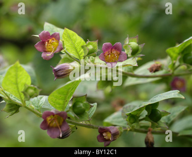 Deadly Nightshade, Atropa belladonna, Solanaceae. Europe, North Africa, and Western Asia. Stock Photo