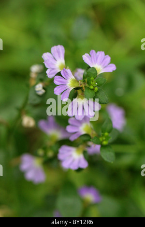 Fairy Fan-flower or Common Fan-flower, Scaevola aemula, Goodeniaceae, Australia and Tasmania. Stock Photo