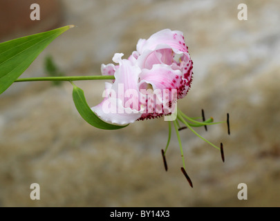 Japanese Lily, Lilium speciosum subsp. clivorum, Liliaceae, Kyushu, Japan. Stock Photo
