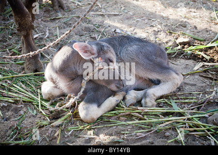 Young water buffalo sleeping at the Cattle and Camel market near Luxor Egypt Stock Photo