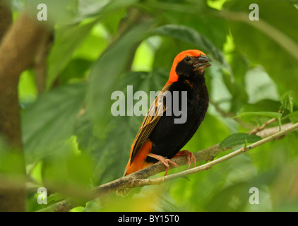 Northern Red Bishop  (Euplectes franciscanus) taken in the wild Stock Photo