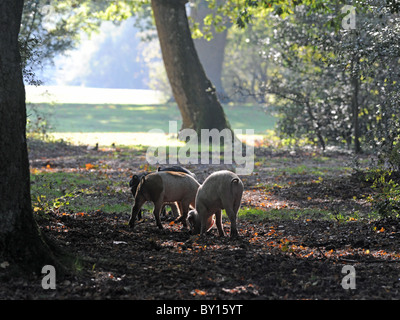 Pigs in the New Forest, Hampshire hunting for acorns by digging with their snouts. Stock Photo