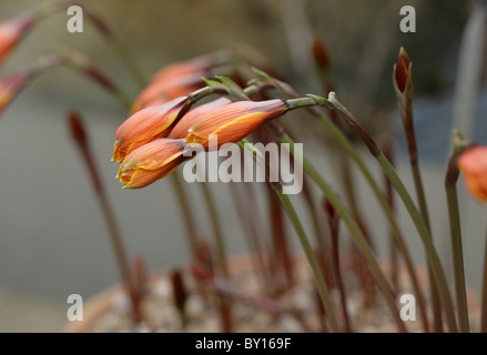Fairy Lily, Rain Lily or Zephyr Lily, Zephyranthes verecunda, Amaryllidaceae, Mexico Stock Photo
