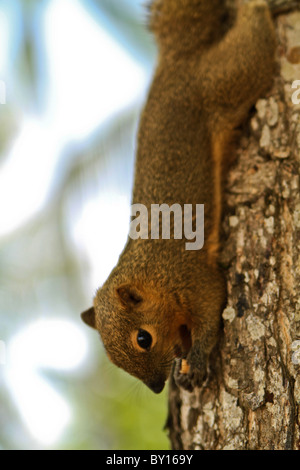 Balinese squirrel in resort in Nusa Dua. Stock Photo