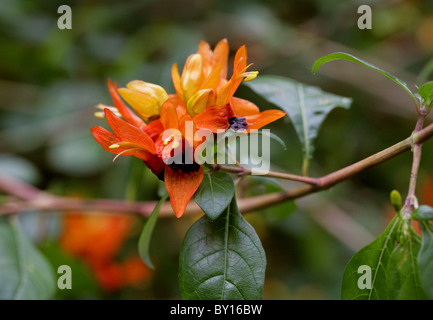 Hummingbird Plant, Rabbit Ears, Orange Bird, Jammy Mouth, Jêmbekkie, Ruttya fruticosa, Acanthaceae. Native to Eastern Africa. Stock Photo
